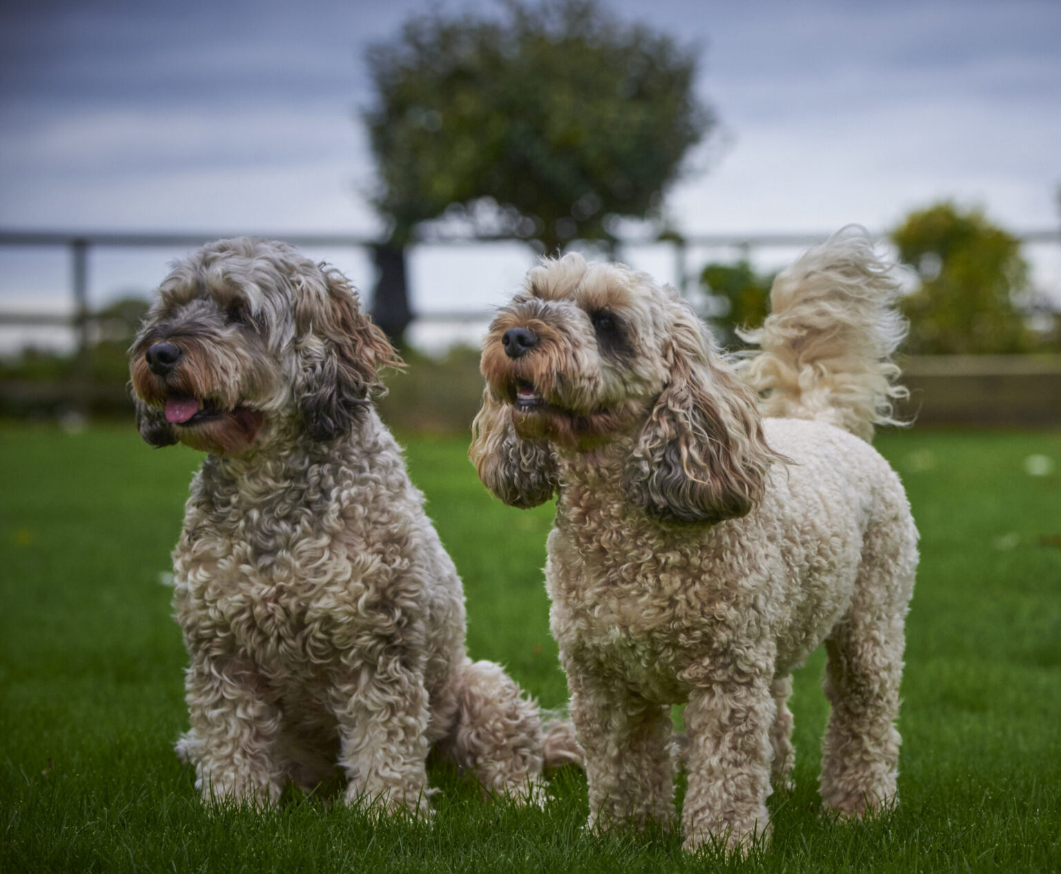 Springfield Dog care – Dog day care and grooming service